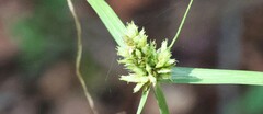 Cyperus fendlerianus