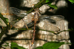 Neurocordulia yamaskanensis