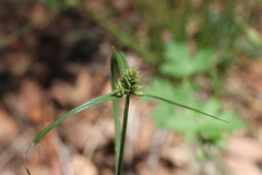 Cyperus fendlerianus