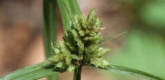 Cyperus fendlerianus