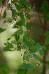 Clematis pitcheri pitcheri