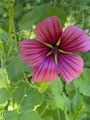 Malope