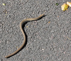 Chamaesaura macrolepis