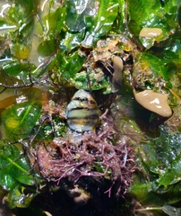 Parachaetodon ocellatus