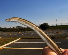 Chamaesaura macrolepis