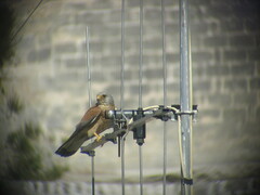 Falco naumanni