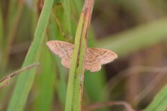 Idaea ochrata