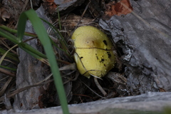 Floccularia luteovirens