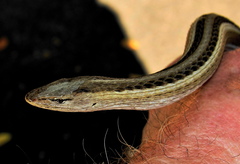 Chamaesaura macrolepis