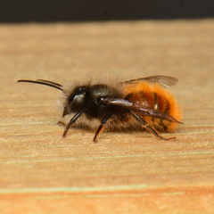 Osmia cornuta