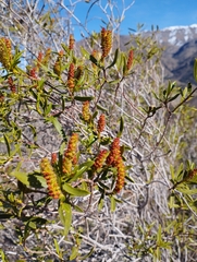 Colliguaja salicifolia