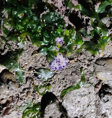 Pseudoceros laingensis