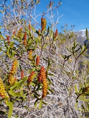 Colliguaja salicifolia
