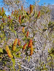 Colliguaja salicifolia