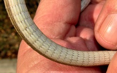 Chamaesaura macrolepis