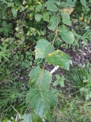 Melampsoridium betulinum