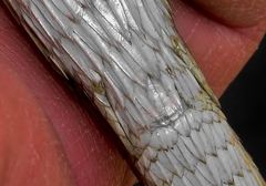 Chamaesaura macrolepis