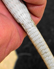 Chamaesaura macrolepis