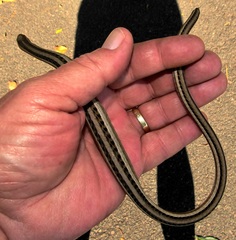 Chamaesaura macrolepis