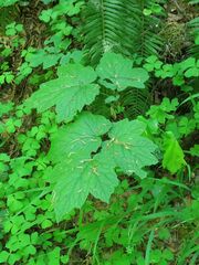 Actaea elata elata