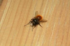 Osmia cornuta