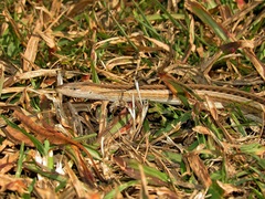 Chamaesaura macrolepis