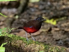Erythropitta venusta