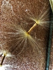 Alstonia