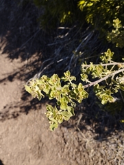 Baccharis rhomboidalis