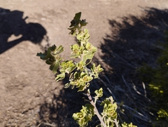 Baccharis rhomboidalis
