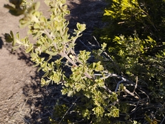 Baccharis rhomboidalis