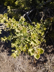 Baccharis rhomboidalis