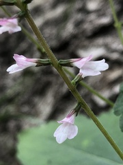 Phryma
