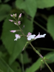 Phryma
