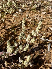 Maireana trichoptera