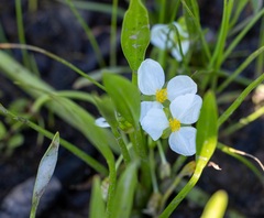 Sagittaria rigida