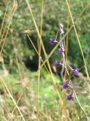 Delphinium peregrinum