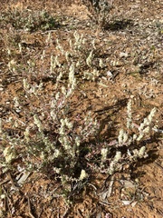 Maireana trichoptera