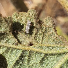 Strachiini