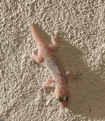 Hemidactylus turcicus