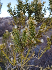 Baccharis rhomboidalis