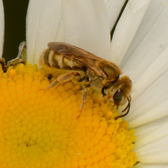 Halictus subauratus