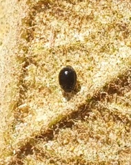 Stethorus gilvifrons