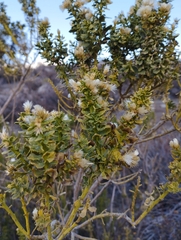 Baccharis rhomboidalis