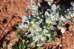 Atriplex holocarpa
