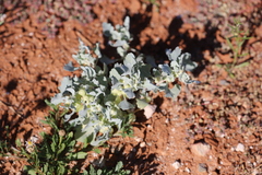 Atriplex holocarpa