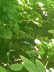 Papilio polytes ledebouria