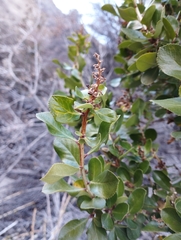 Escallonia illinita