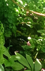 Papilio polytes ledebouria