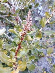 Escallonia illinita
